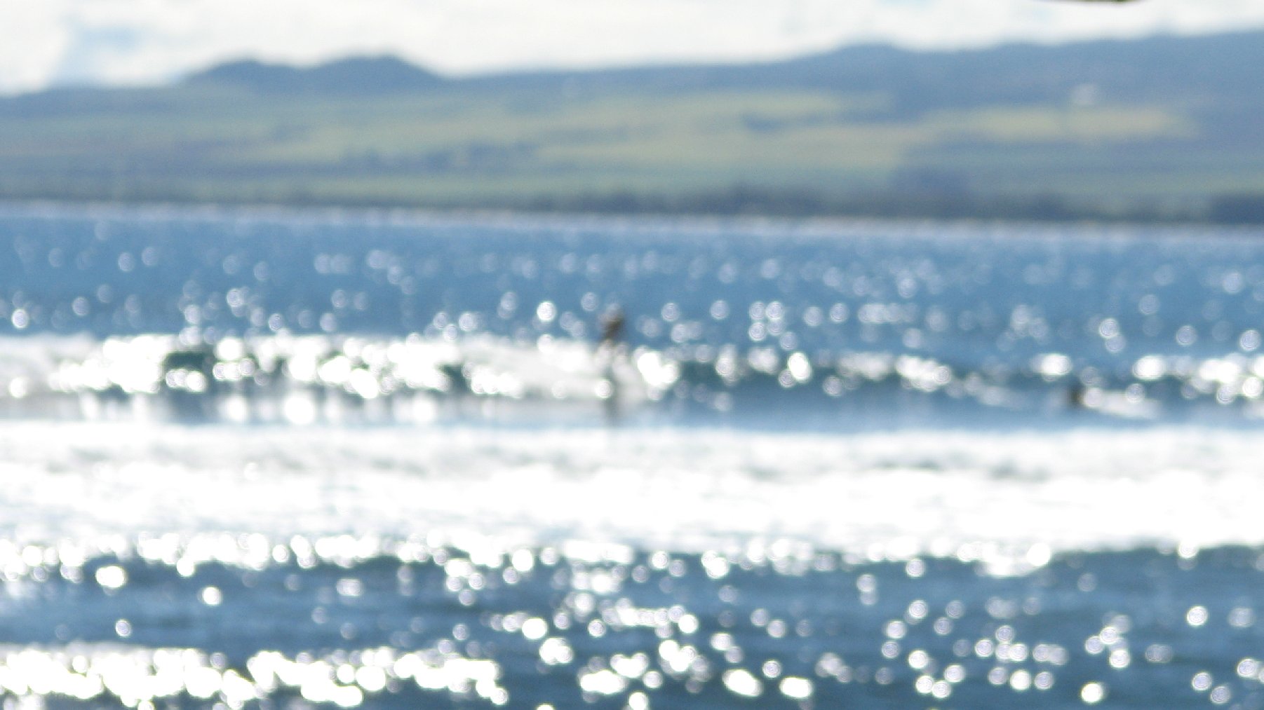 seedicksurf.com - Maui Daily Surf shots and the Maui surf report!!