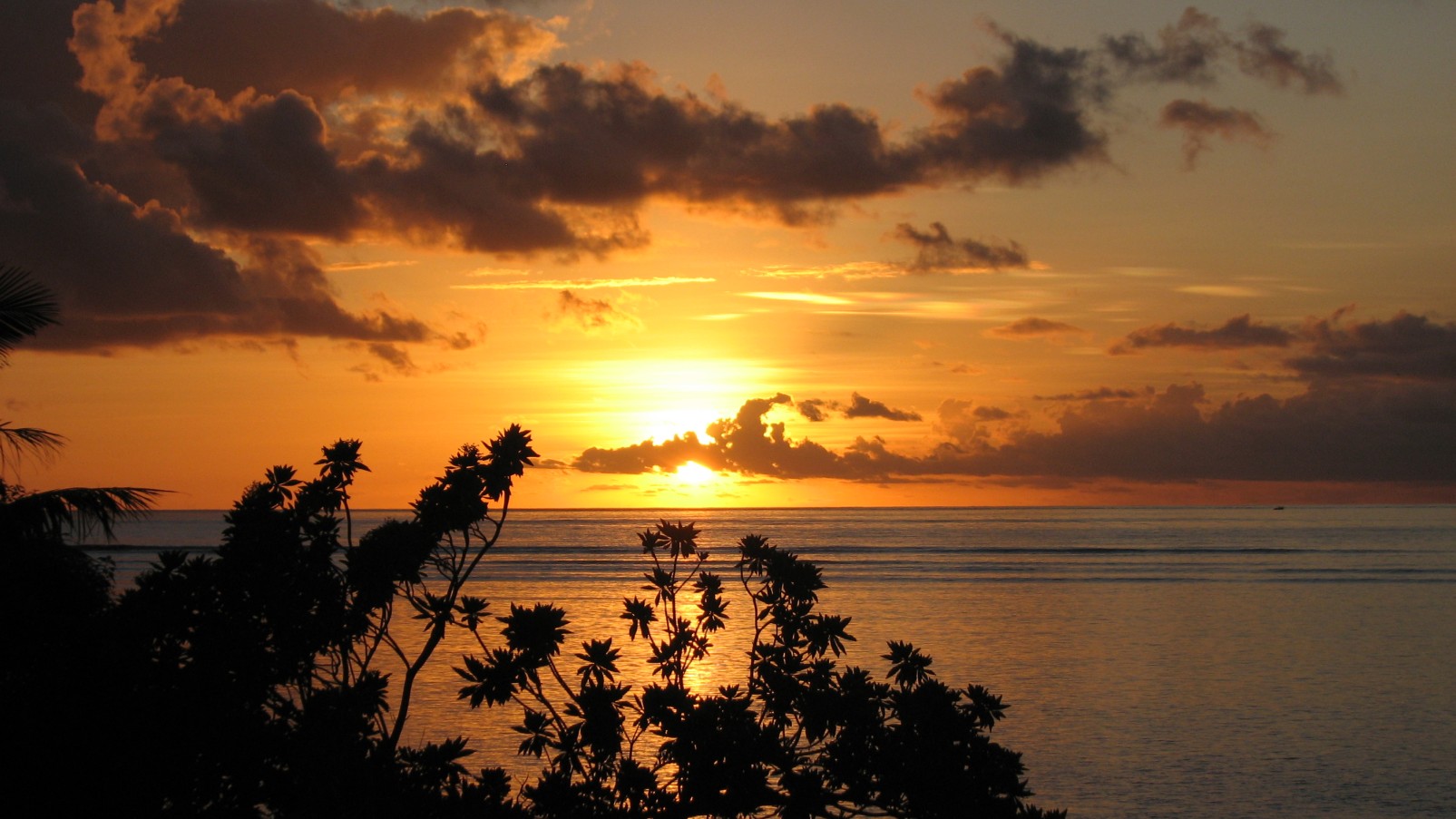 seedicksurf.com - Maui Surf Report and Photos