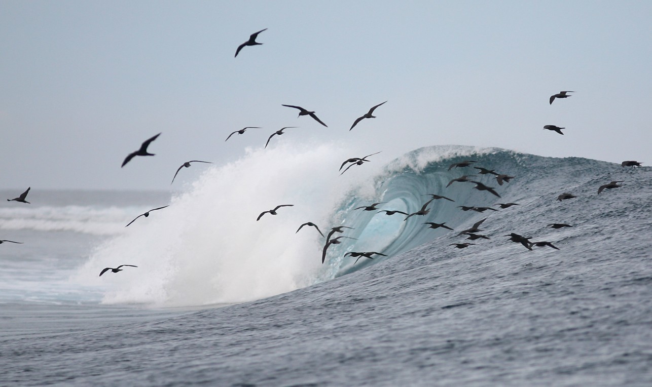 seedicksurf.com - Maui Surf Report and Photos