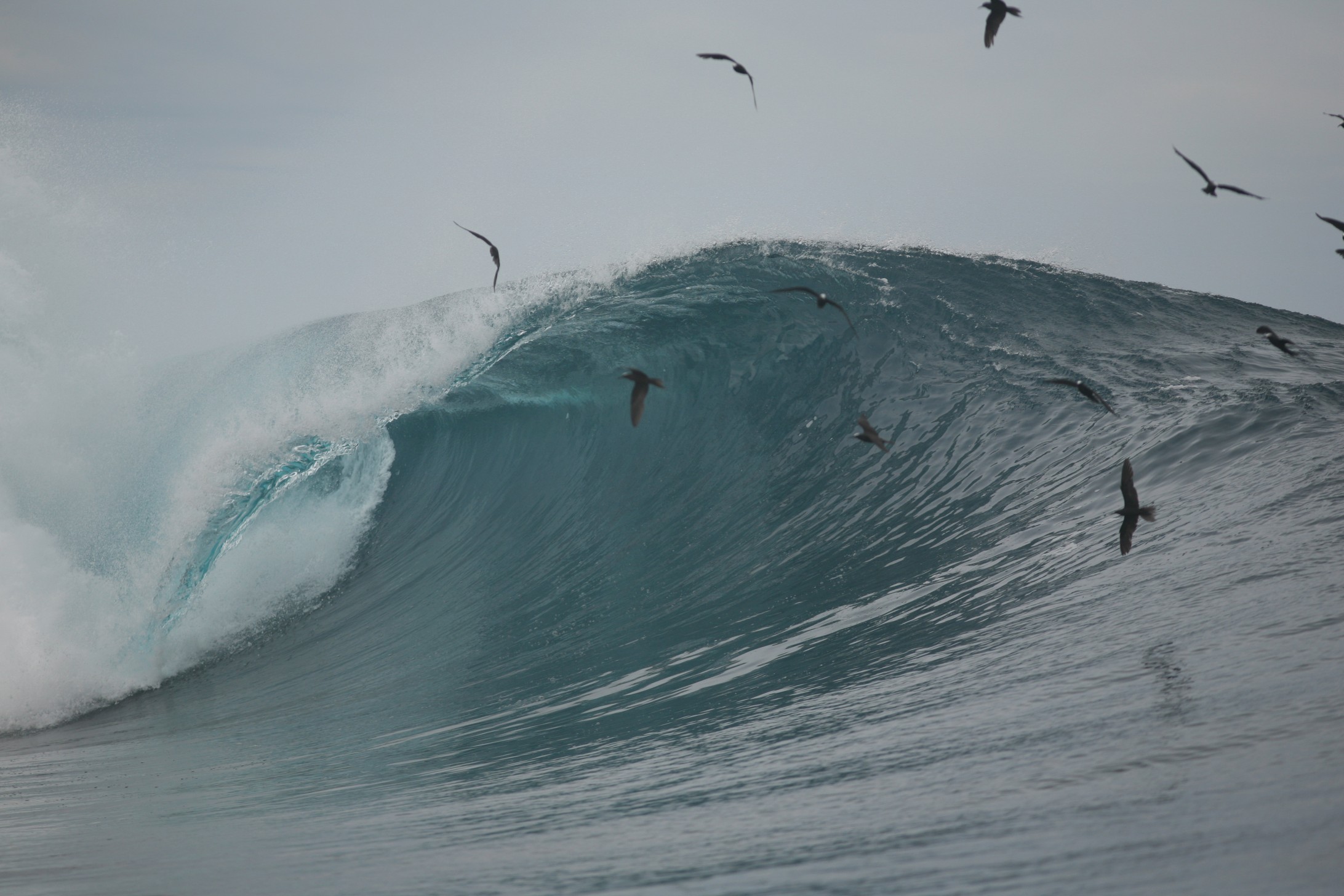 seedicksurf.com - Maui Daily Surf shots and the Maui surf report!!